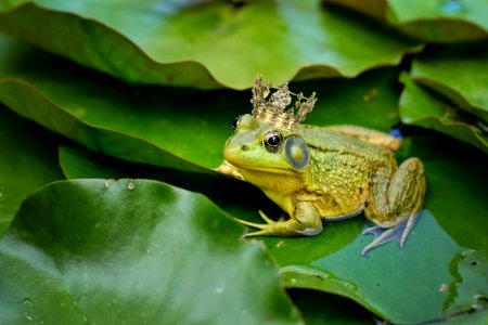 Ranidae Frog Amphibian Fauna photo
