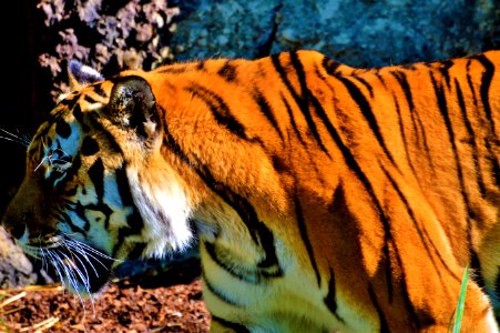 Wildlife Tiger Mammal Fauna