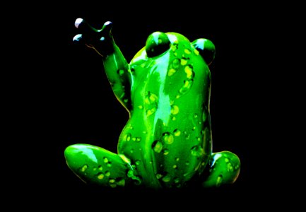 Amphibian Frog Tree Frog Ranidae photo