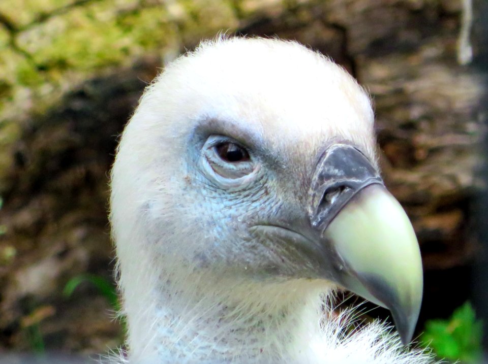 Beak Bird Fauna Bird Of Prey