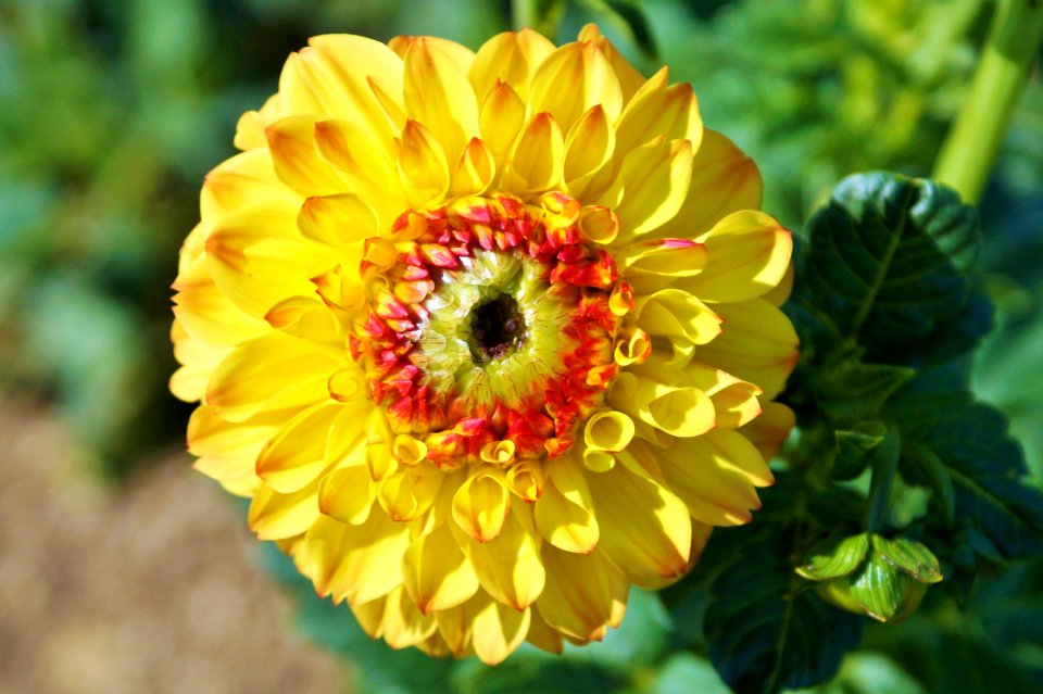 Flower Yellow Flora Petal