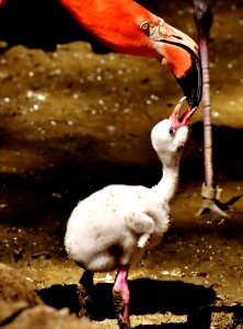 Flamingo Water Bird Fauna Beak
