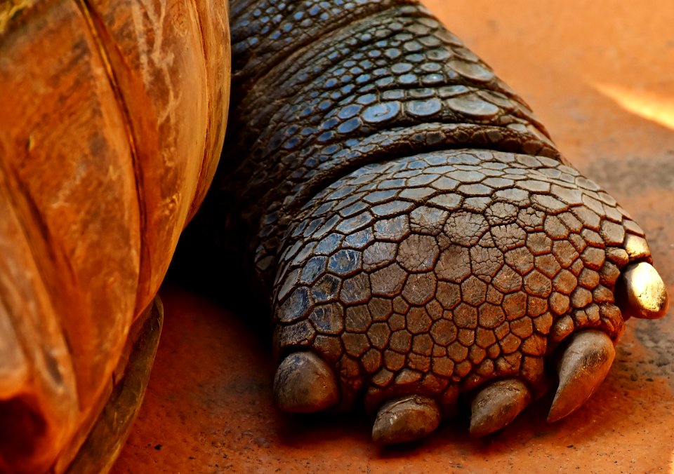 Close Up Terrestrial Animal Organism