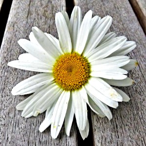 Flower Oxeye Daisy Daisy Daisy Family photo