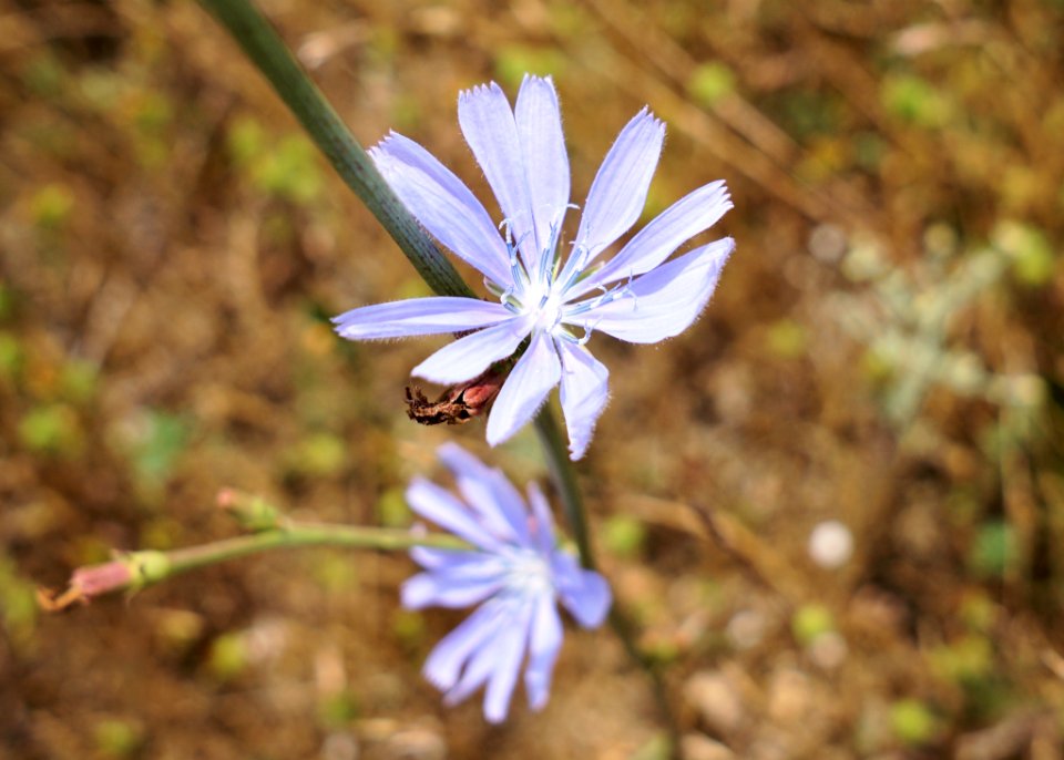 Plant Flora Flower Chicory