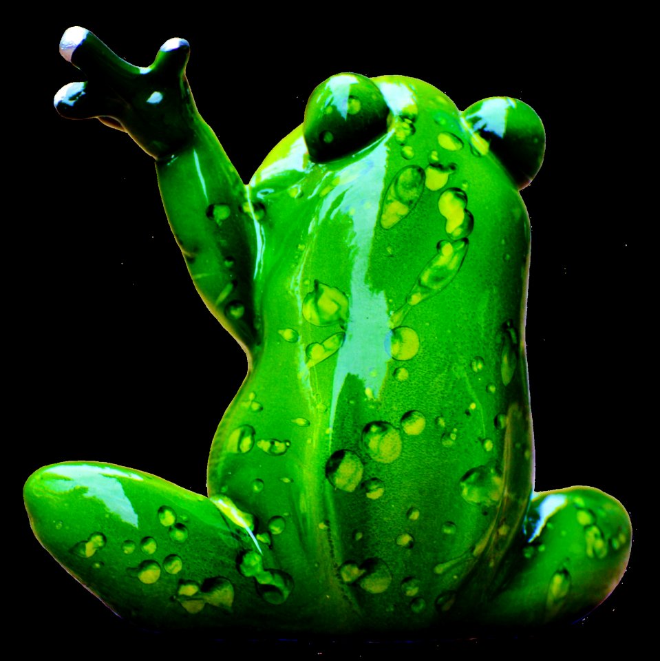 Ranidae Amphibian Green Frog