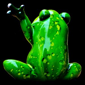 Ranidae Amphibian Green Frog
