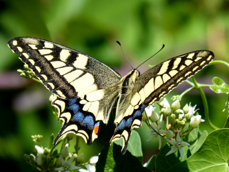 Butterfly Moths And Butterflies Insect Brush Footed Butterfly photo