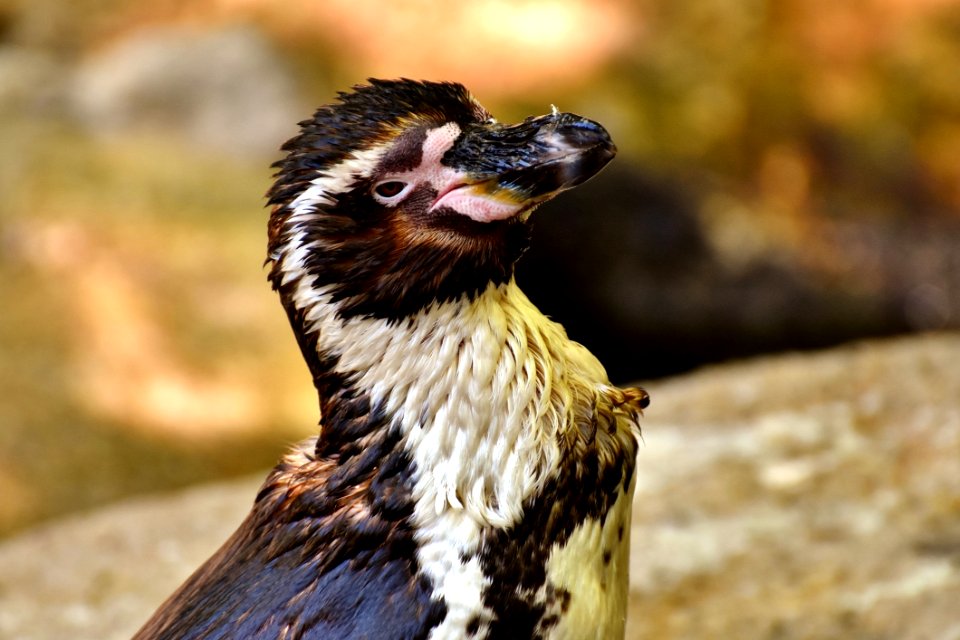 Beak Fauna Bird Close Up