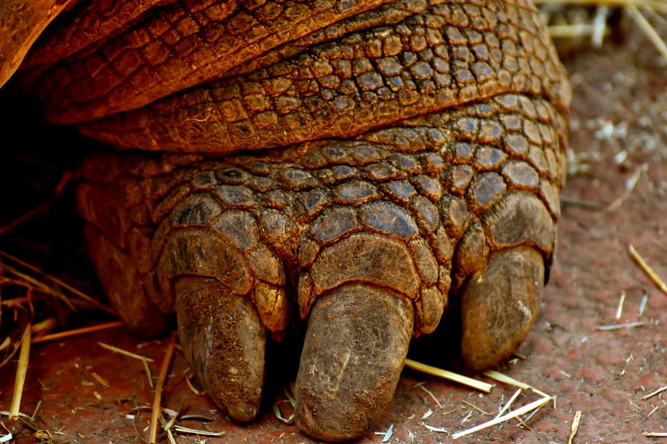 Terrestrial Animal Emydidae Tortoise Turtle
