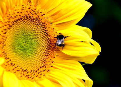 Flower Honey Bee Sunflower Yellow photo