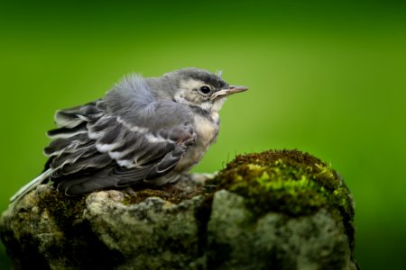 Bird Fauna Beak Old World Flycatcher