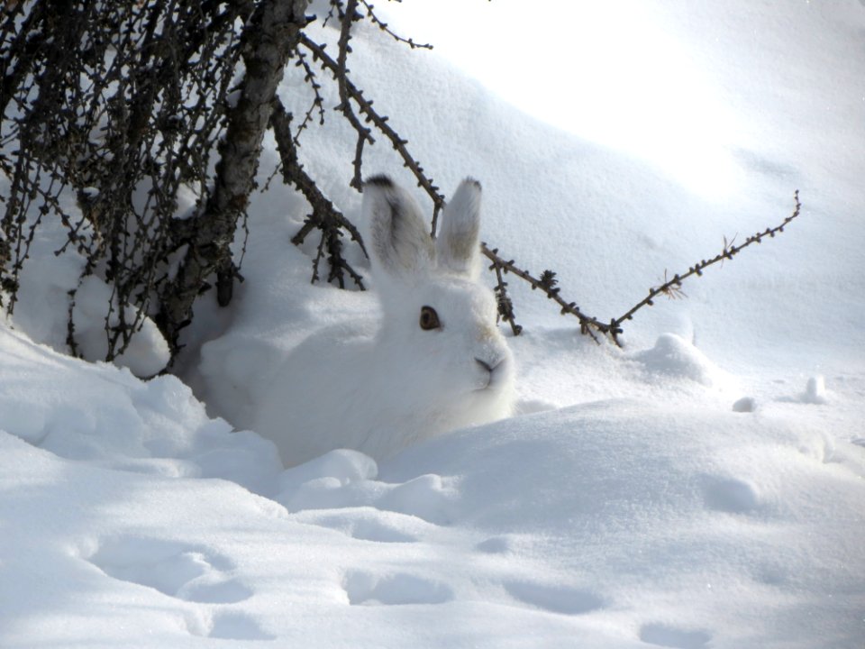 Snow Freezing Winter Wildlife