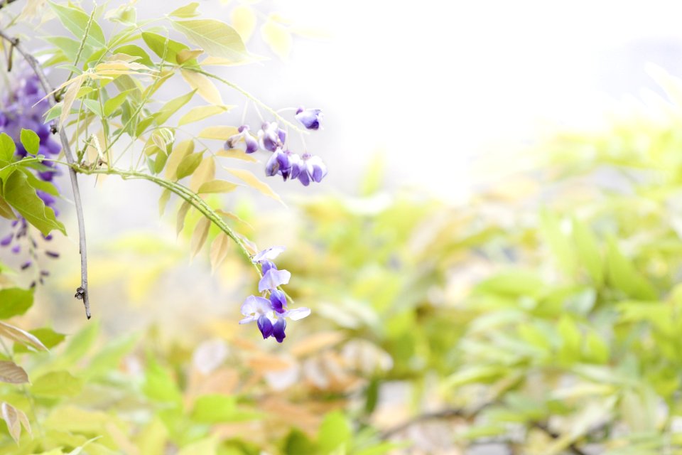 Flower Lilac Purple Plant