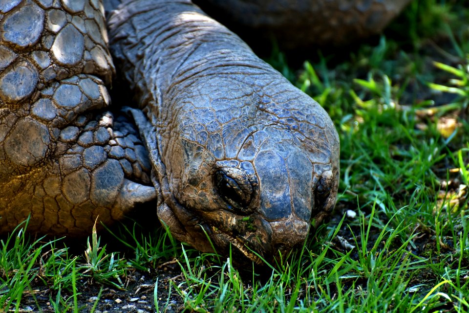 Tortoise Turtle Reptile Terrestrial Animal