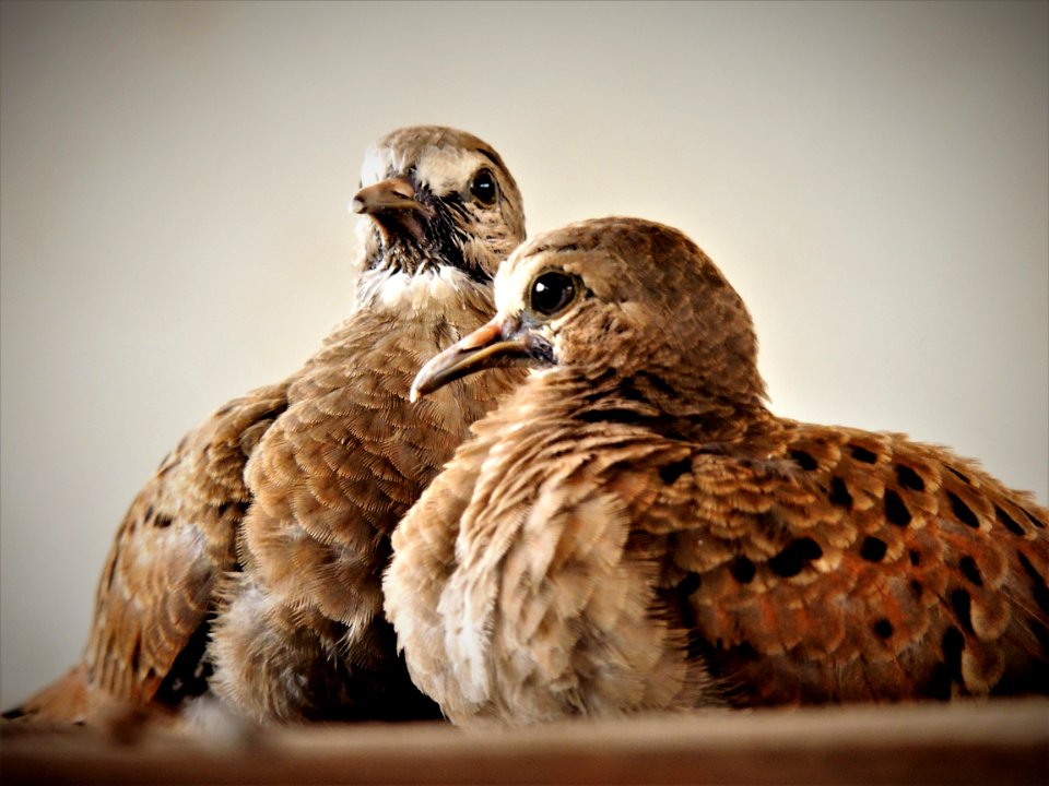 Fauna Beak Feather Bird