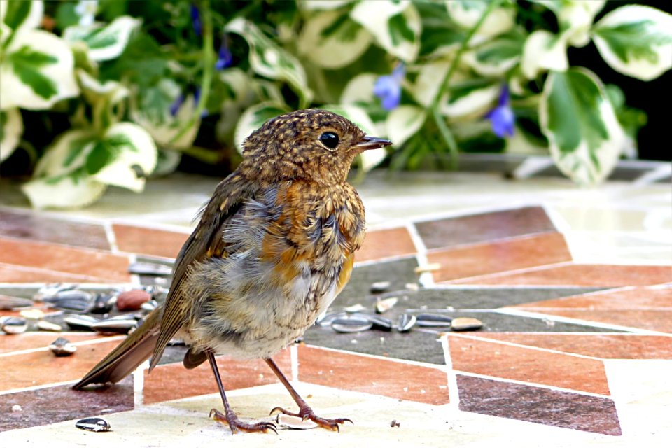 Bird Fauna Sparrow Beak