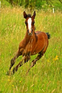 Horse Grassland Ecosystem Foal photo