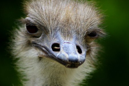 Ostrich Beak Ratite Bird