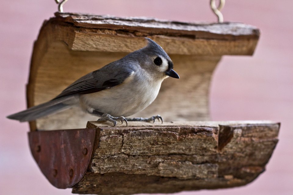 Bird Fauna Beak Feather