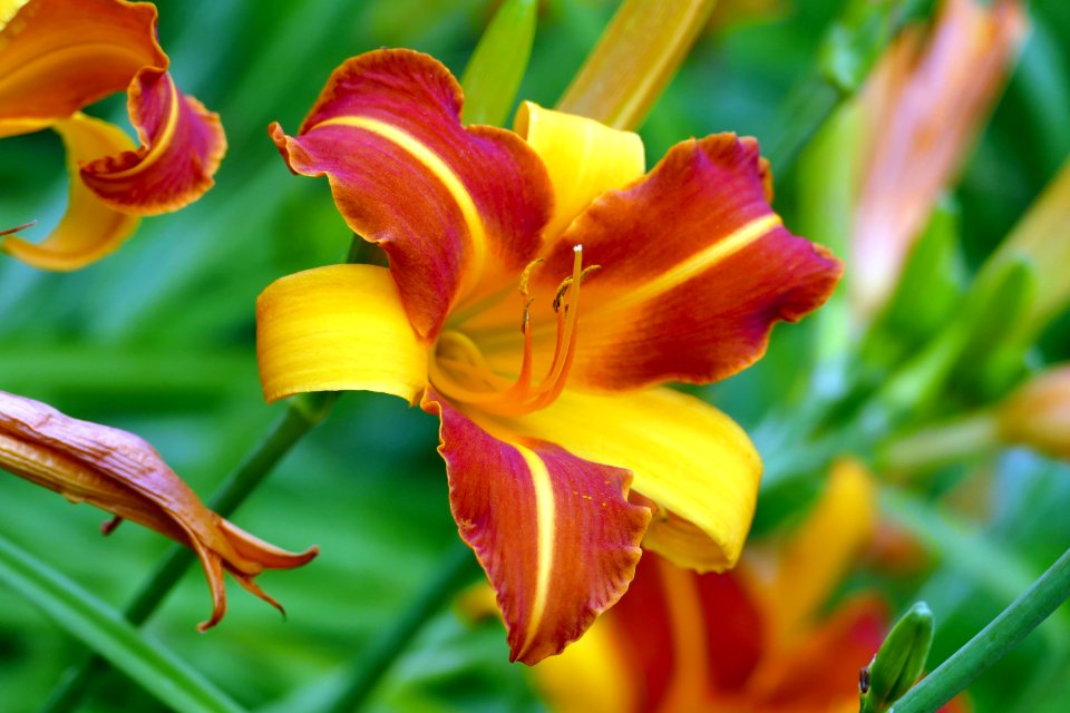 Lily Daylily Flower Flora