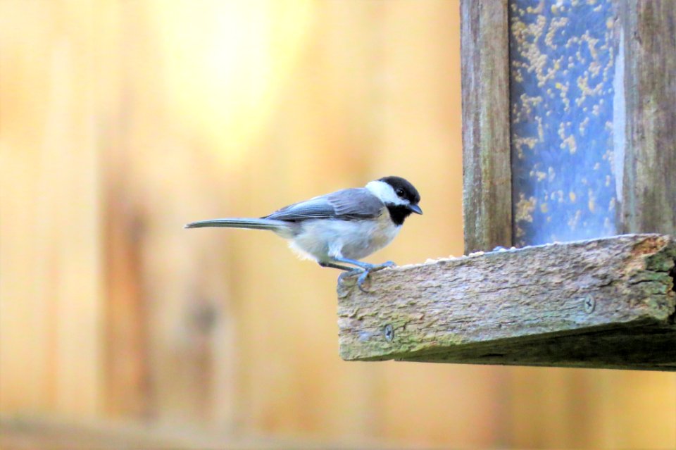 Bird Fauna Beak Feather photo