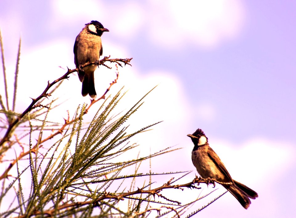Bird Fauna Beak Ecosystem