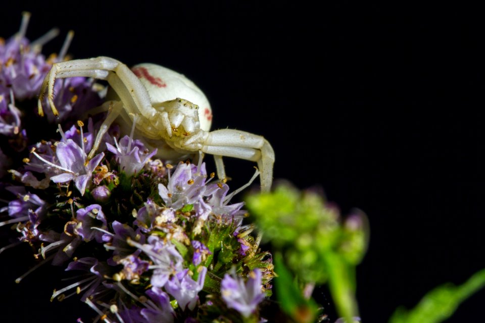 Insect Bee Honey Bee Invertebrate