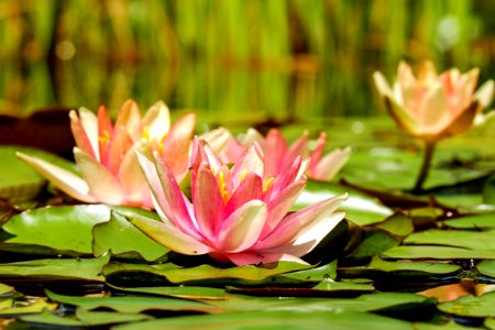 Flower Plant Flora Aquatic Plant
