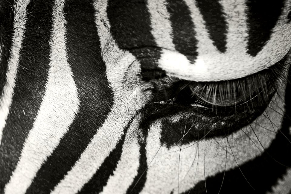 White Black Black And White Mammal