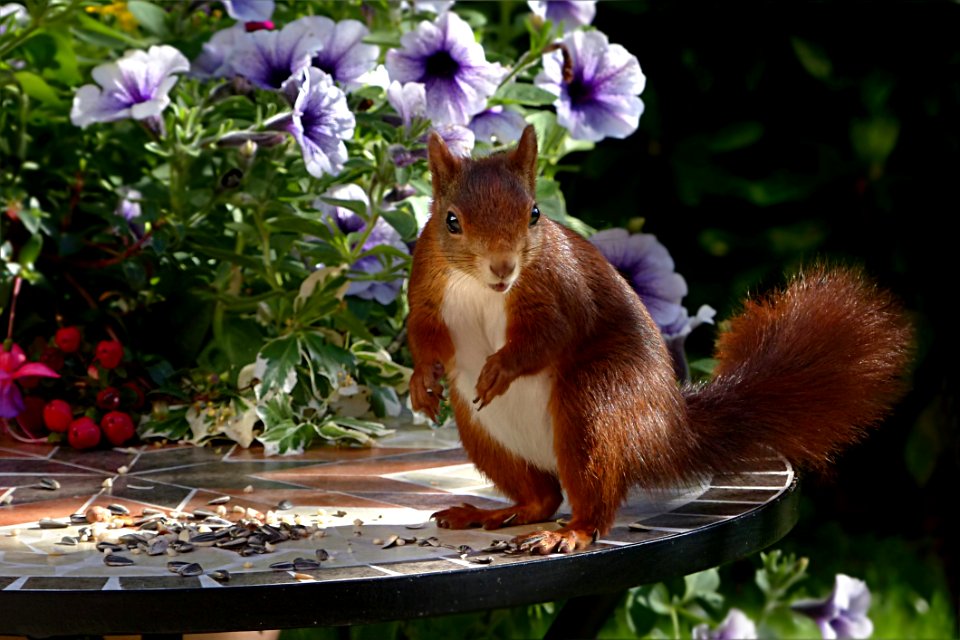 Squirrel Fauna Mammal Wildlife
