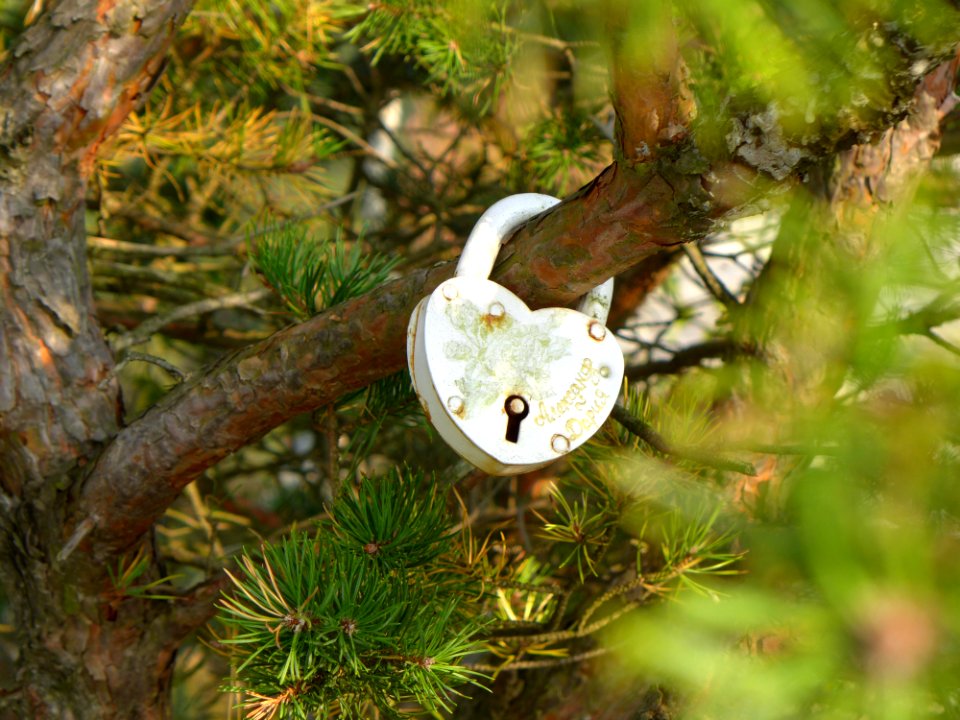 Bird Branch Tree Beak