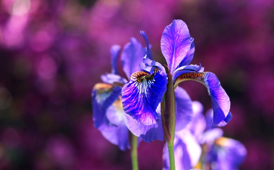 Flower Purple Flowering Plant Plant