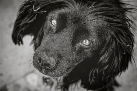 Dog Dog Like Mammal Black Black And White photo