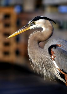 Bird Beak Fauna Wildlife photo