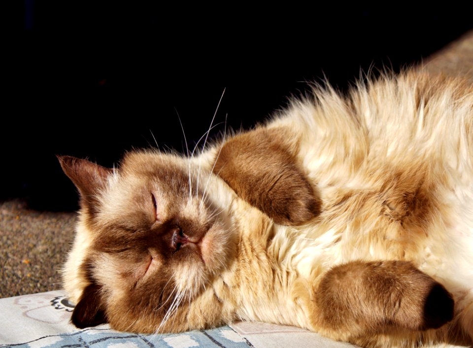 Cat Whiskers Small To Medium Sized Cats Fauna