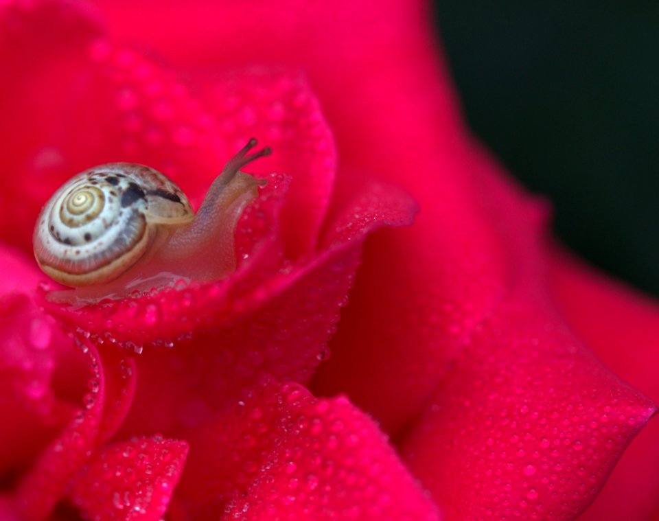 Pink Flower Macro Photography Flora