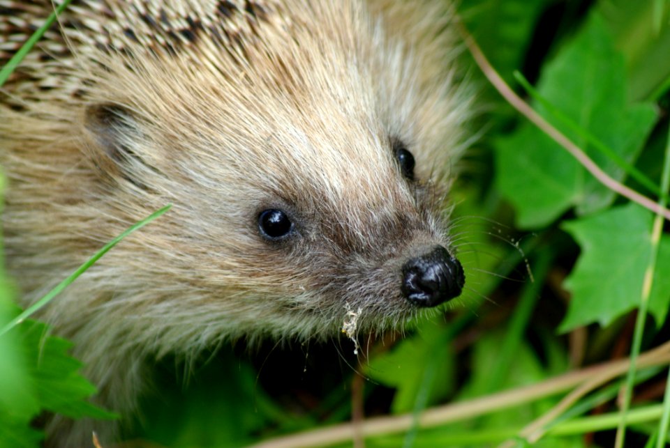 Hedgehog Erinaceidae Fauna Domesticated Hedgehog