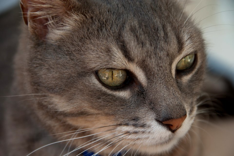 Cat Whiskers Fauna Mammal