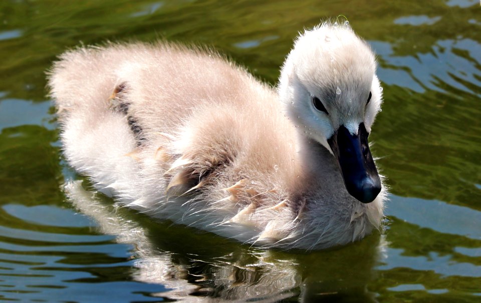 Bird Swan Water Bird Ducks Geese And Swans