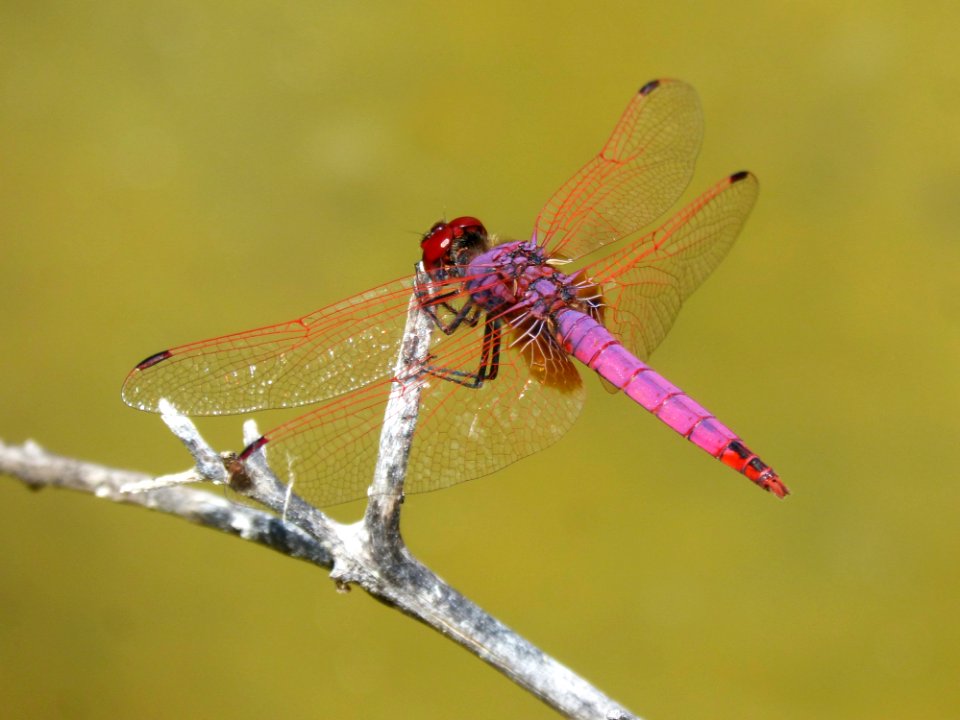 Dragonfly Insect Dragonflies And Damseflies Invertebrate
