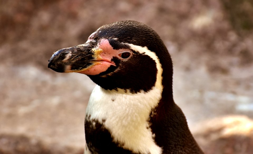 Penguin Bird Beak Flightless Bird