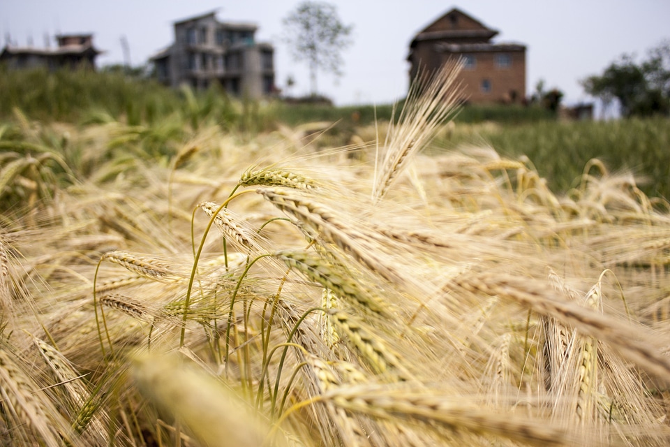 Spike cereals grain