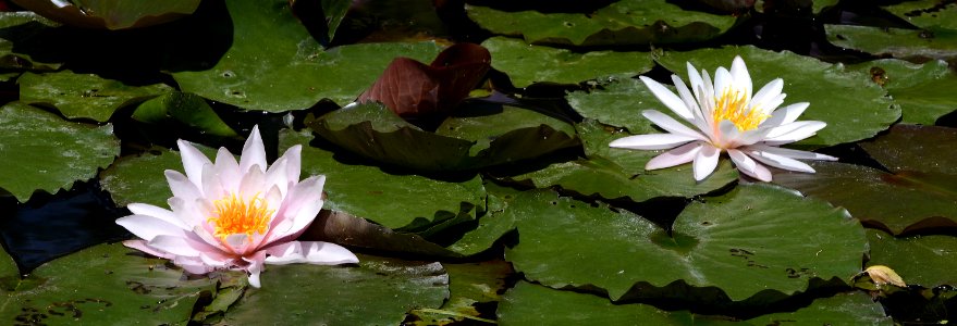 Flower Flora Water Plant