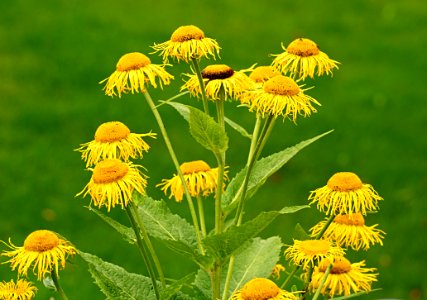 Flower Plant Dandelion Coneflower photo