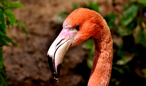 Beak Bird Fauna Close Up