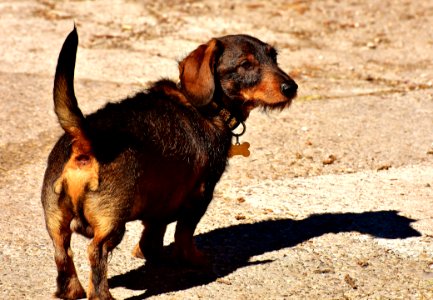 Dog Dog Like Mammal Dog Breed Dachshund photo