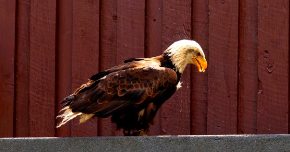 Eagle Bird Of Prey Beak Bird photo