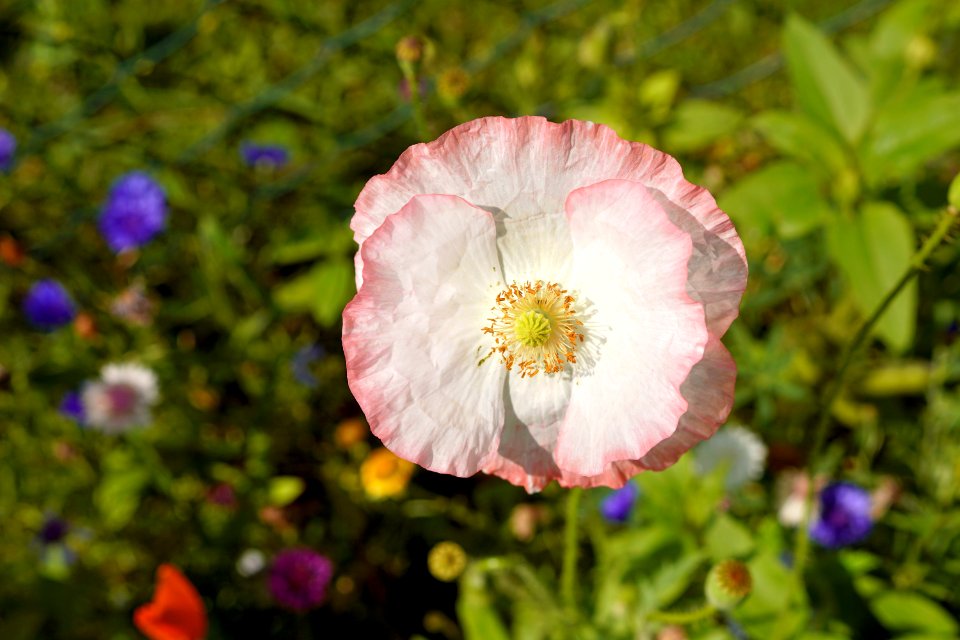 Flower Wildflower Flora Petal