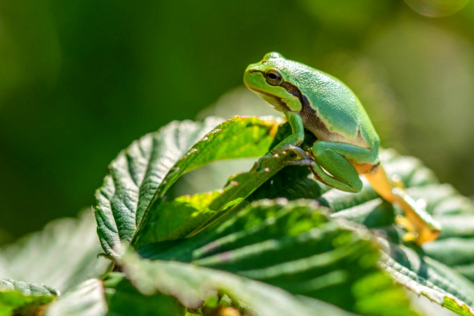 Frog Leaf Amphibian Tree Frog